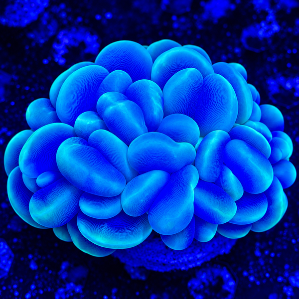 Catseye Bubble Coral