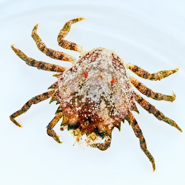 Pithos Crab