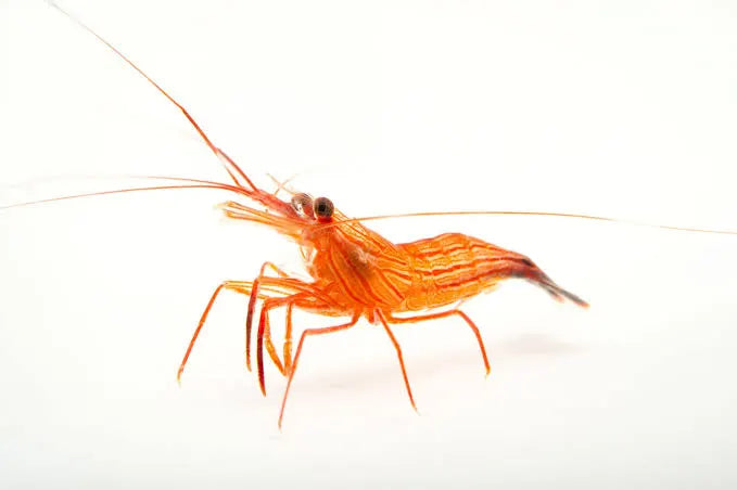 Peppermint Shrimp