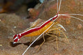 Cleaner Shrimp