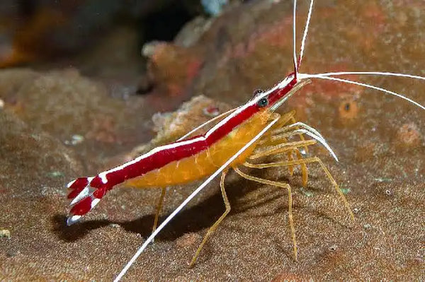 Cleaner Shrimp