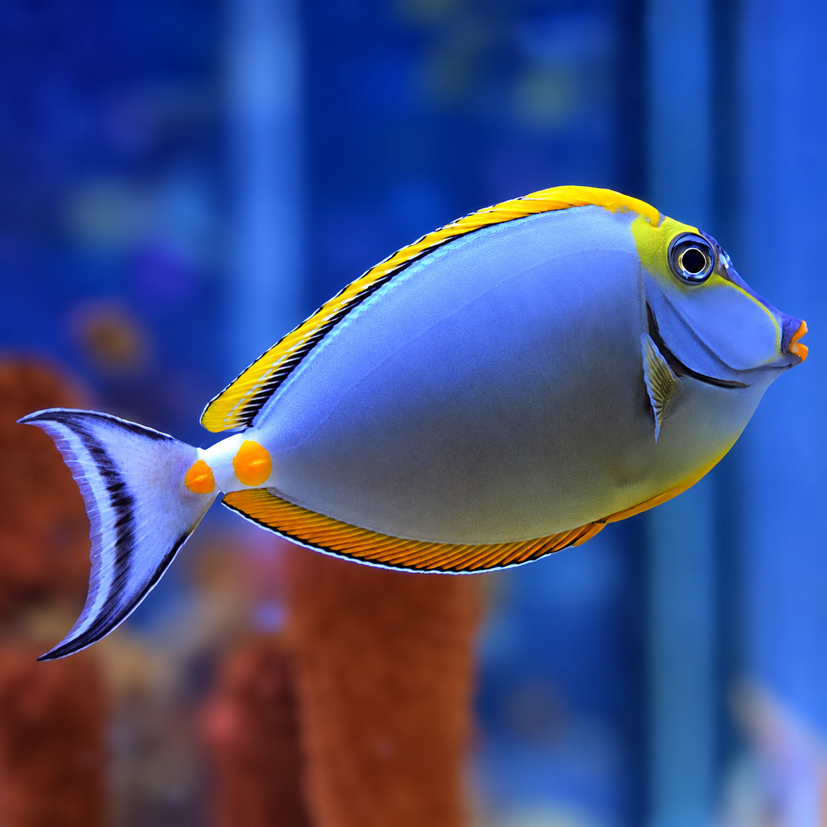 M/L Blonde Naso Tang