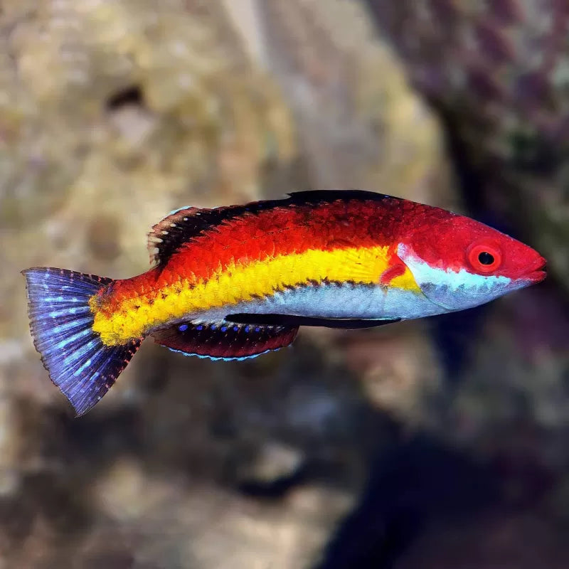 Naoko’s Fairy Wrasse
