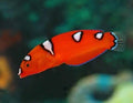 Red Coris Formosa Wrasse Juvenille
