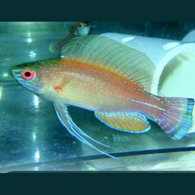 Pylei Wrasse (2.25 in)