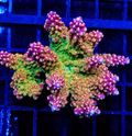 HUGO’s RAINBOW STAGHORN ACRO