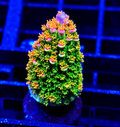 HUGO’s RAINBOW STAGHORN ACRO