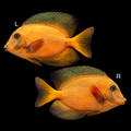 Rare Chevron Tang 4.5”