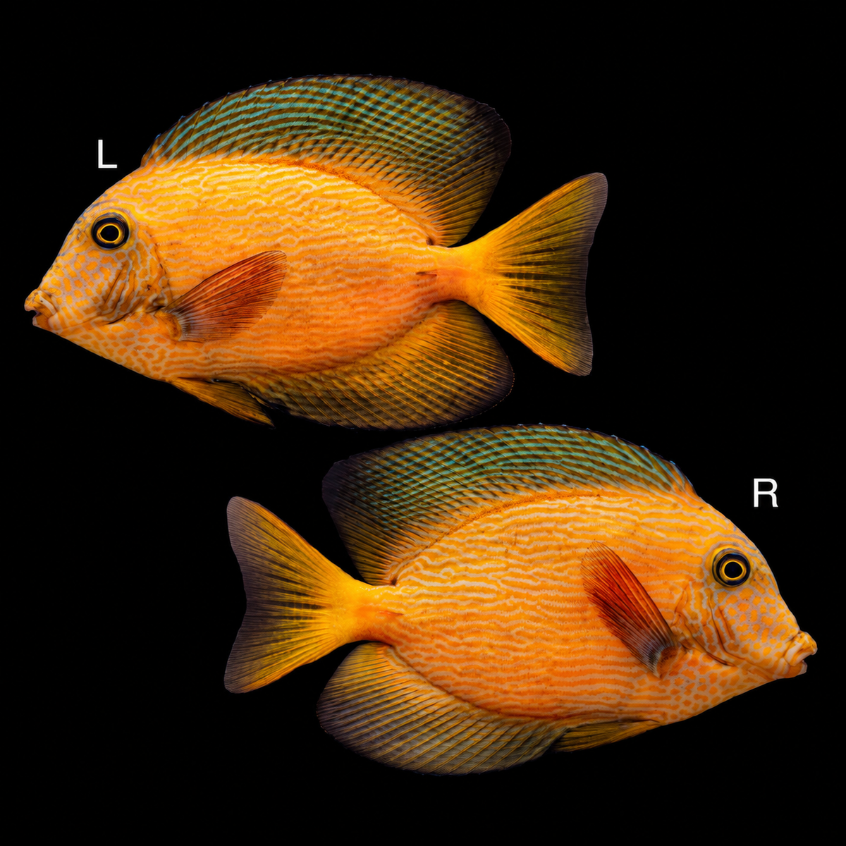 Rare Chevron Tang 4.5”