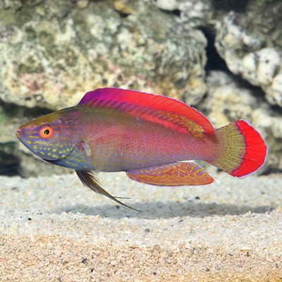 Super Male Pink Margin Fairy Wrasse