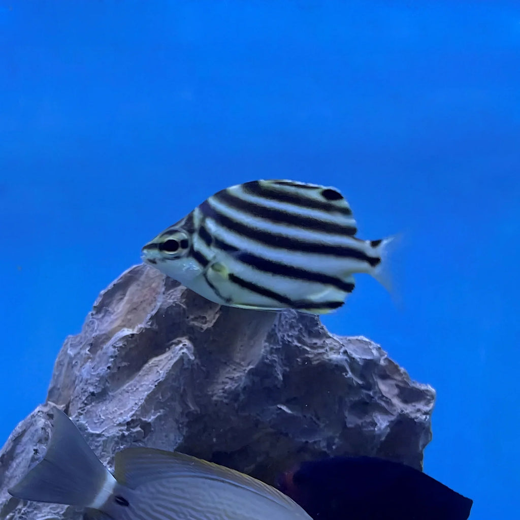 AUSTALRALIAN STRIPEY