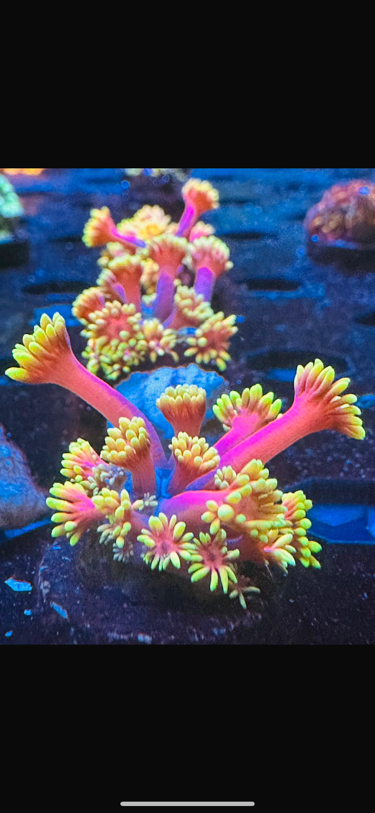 WWC HOLLYWOOD NIGHTS GONI