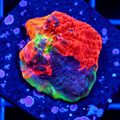 Rainbow Jellybean Chalice - Ultra