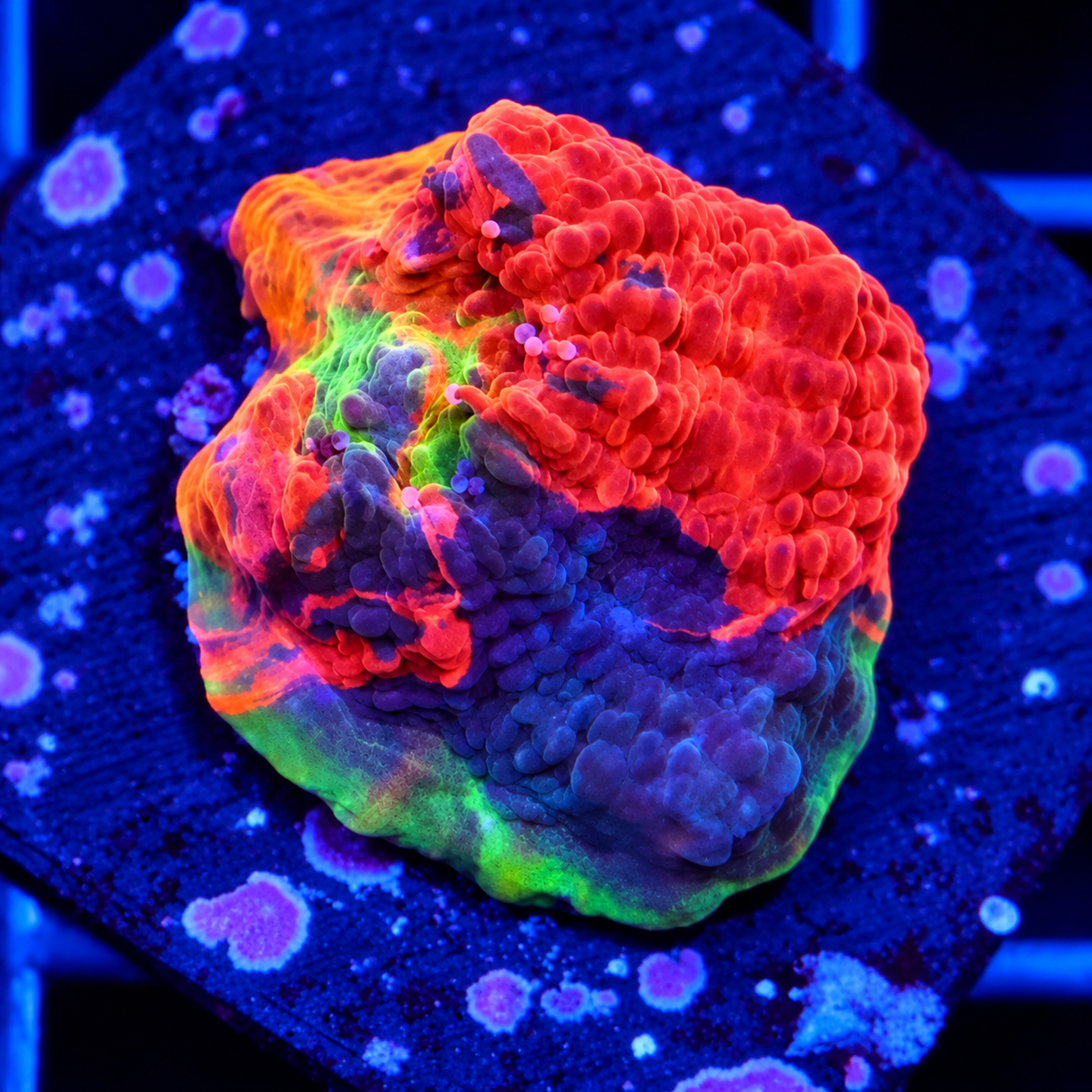 Rainbow Jellybean Chalice - Ultra