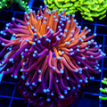 Indo Torch Fat Head Tiger
