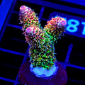 King Tut Acro XL Frag