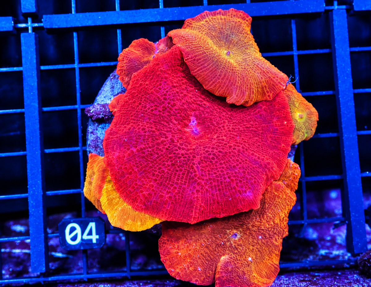 Iron Man Disco Mushroom
