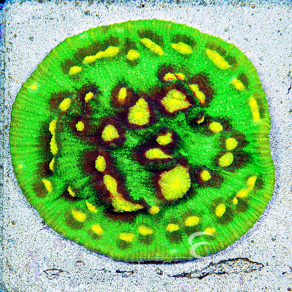 Jason Fox Raja Rampage Chalice Frag