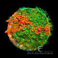 ECC Circuit Breaker Cyphastrea Frag