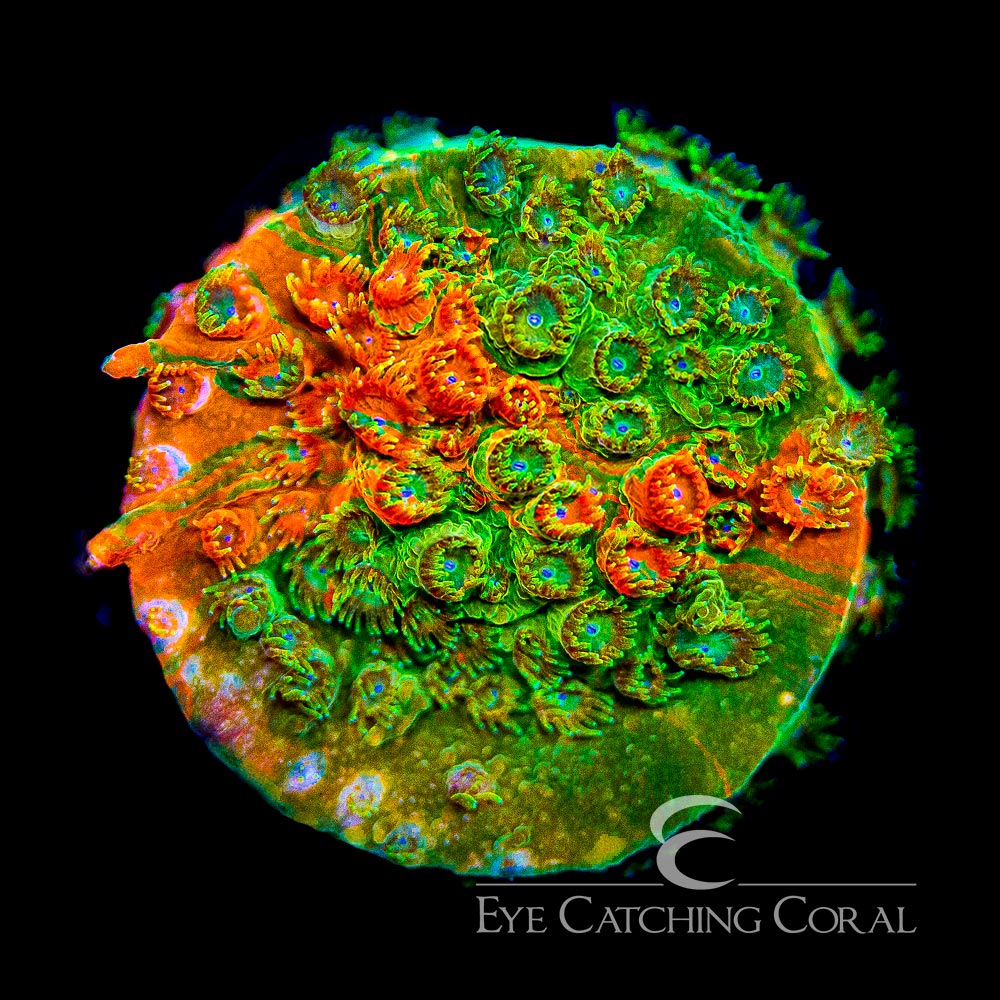 ECC Circuit Breaker Cyphastrea Frag