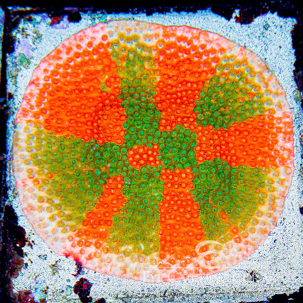 ECC Circuit Breaker Cyphastrea Frag