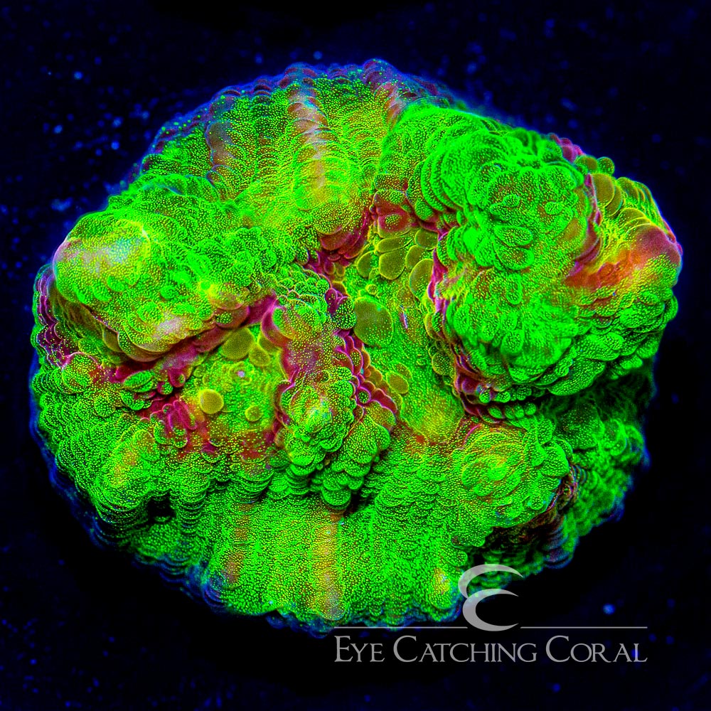 ECC Fuego Chalice Frag