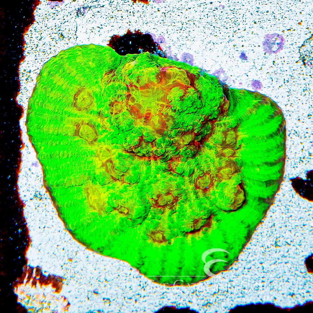 ECC Fuego Chalice Frag