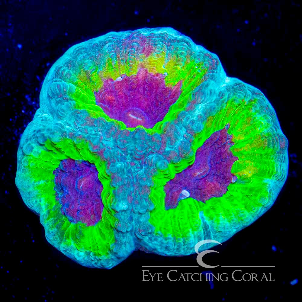 ECC Slightly Sinister Favia Frag