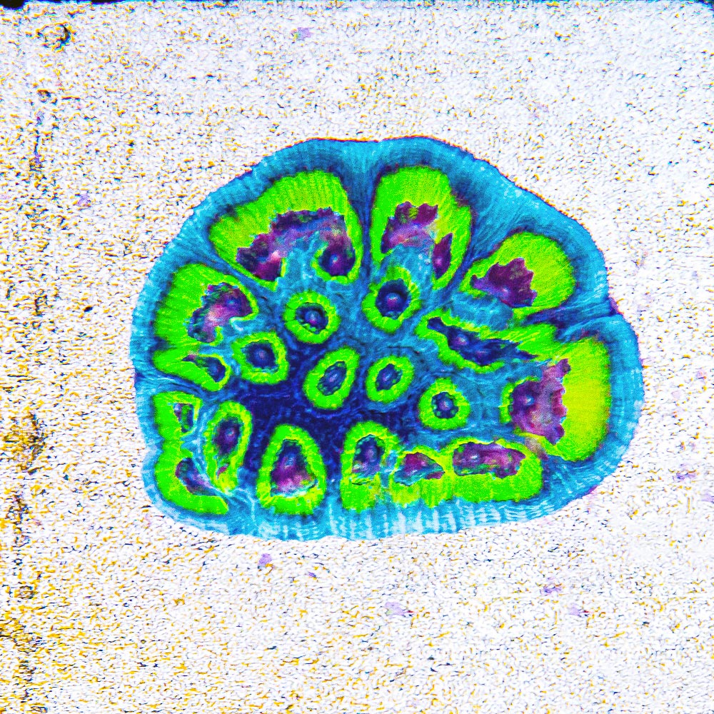 ECC Slightly Sinister Favia Frag