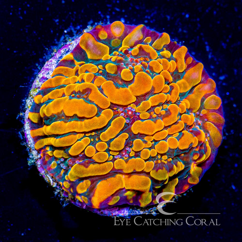 ECC Cloudberries Chalice Frag