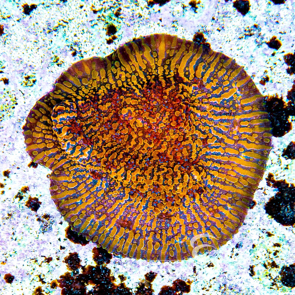 ECC Cloudberries Chalice Frag