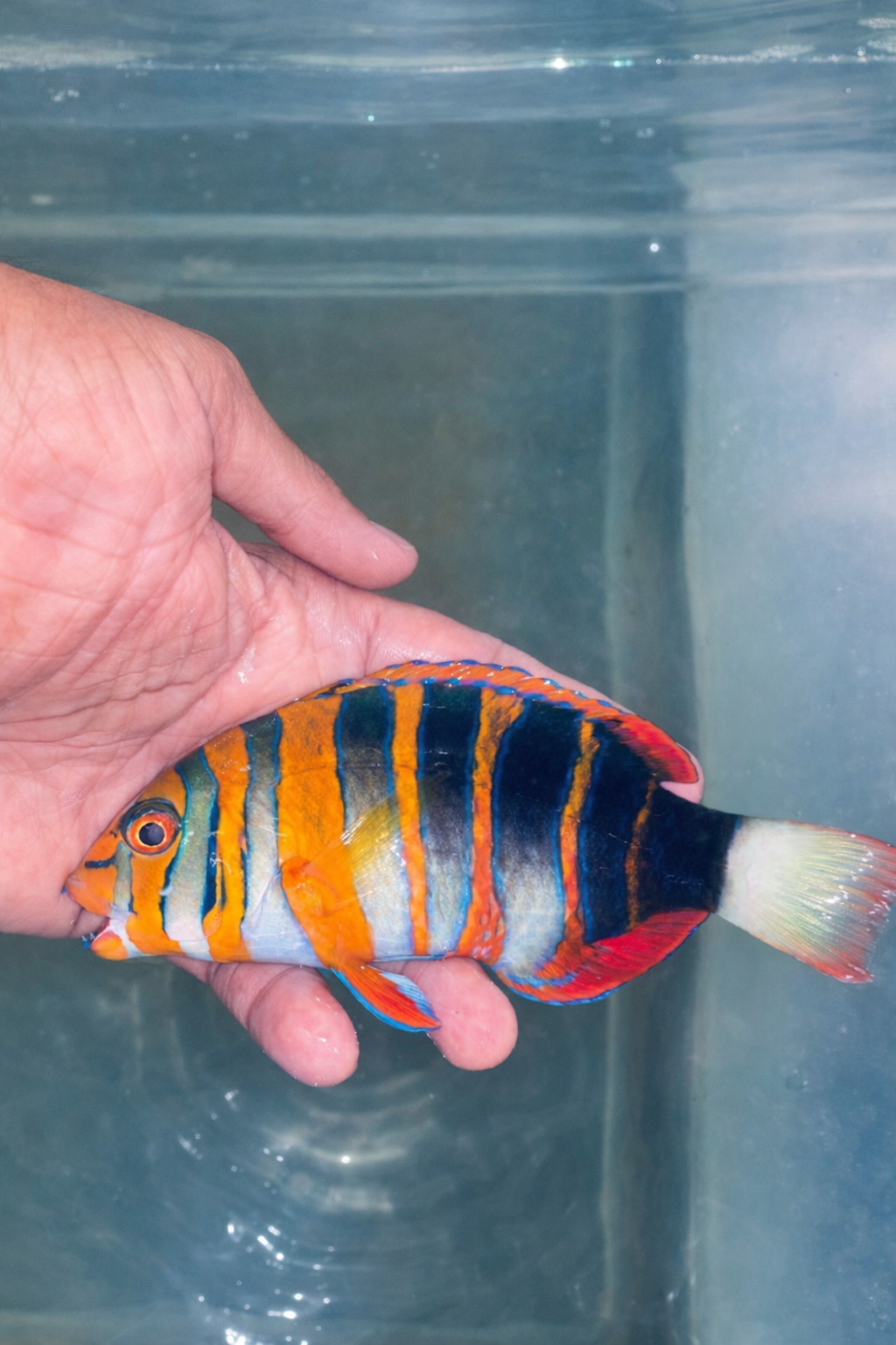 AUSTRALIAN HARLEQUIN TUSK