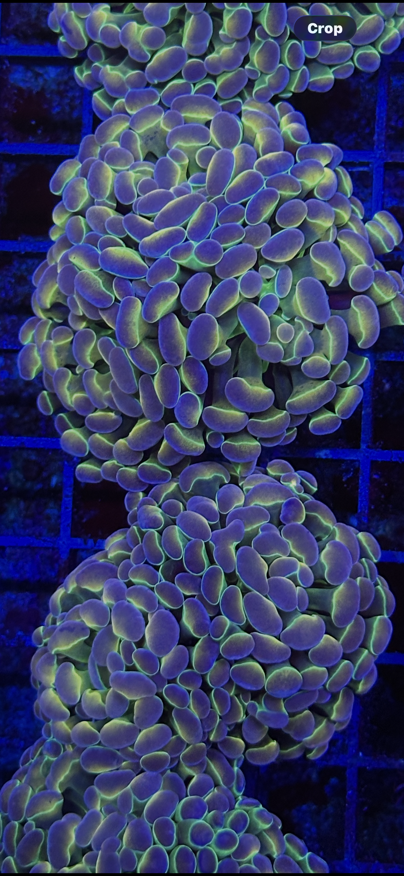 Hologram Hammer Single Head