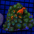 Chalice Colony