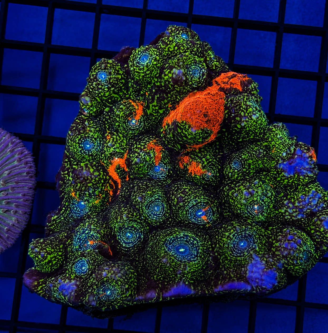 Chalice Colony