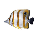 Medium Copperband Butterfly (3–4")