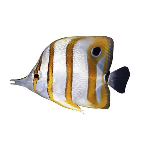 Medium Copperband Butterfly (3–4")