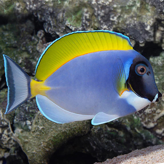 Powder Blue Tang medium