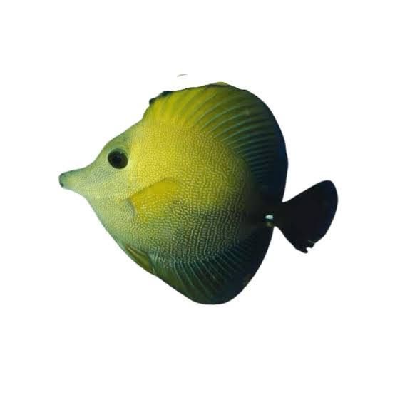 Scopas Tang (Medium)