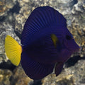 Tank-Raised Aquacultured Purple Tang (Medium — 2–3")