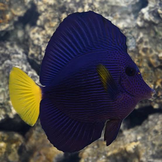 Tank-Raised Aquacultured Purple Tang (Medium — 2–3")