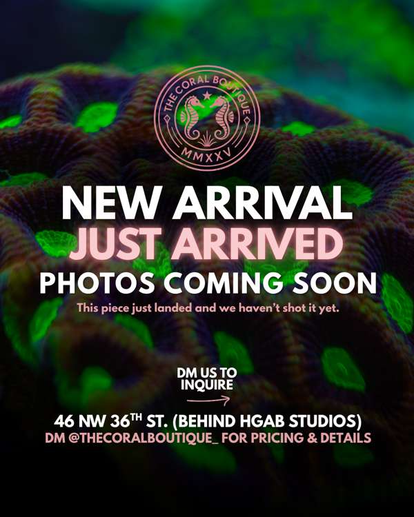 New arrival — photos coming soon