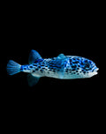 RARE BLUE PALAGIC PUFFER