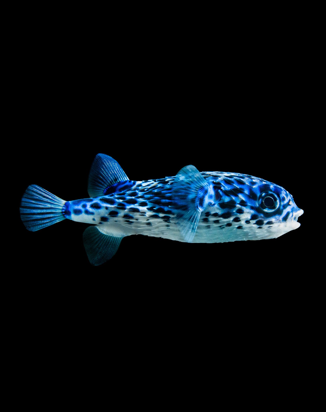 RARE BLUE PALAGIC PUFFER