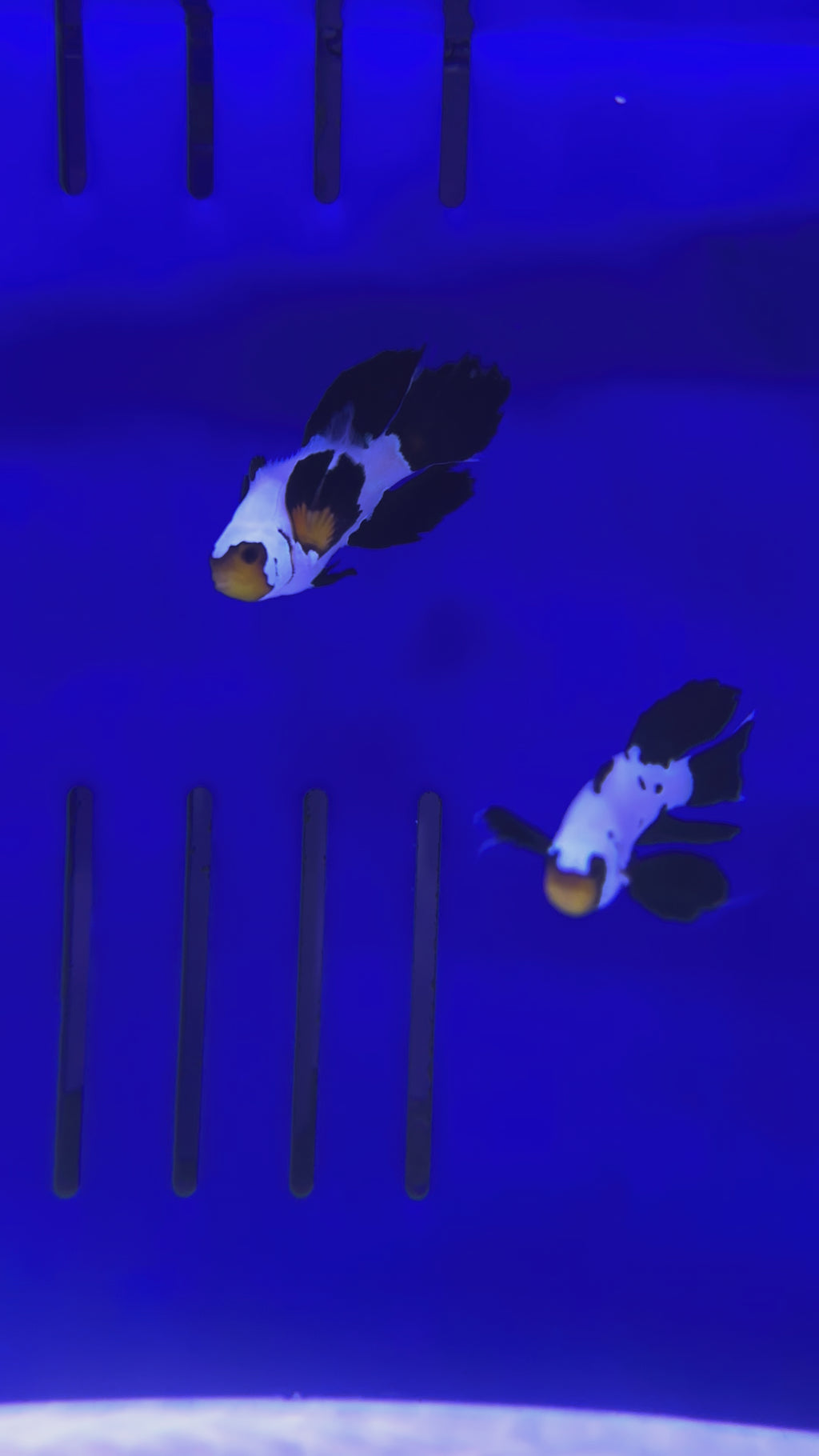 BLACK FROSTBITE LONGFIN PAIR CLOWNFISH