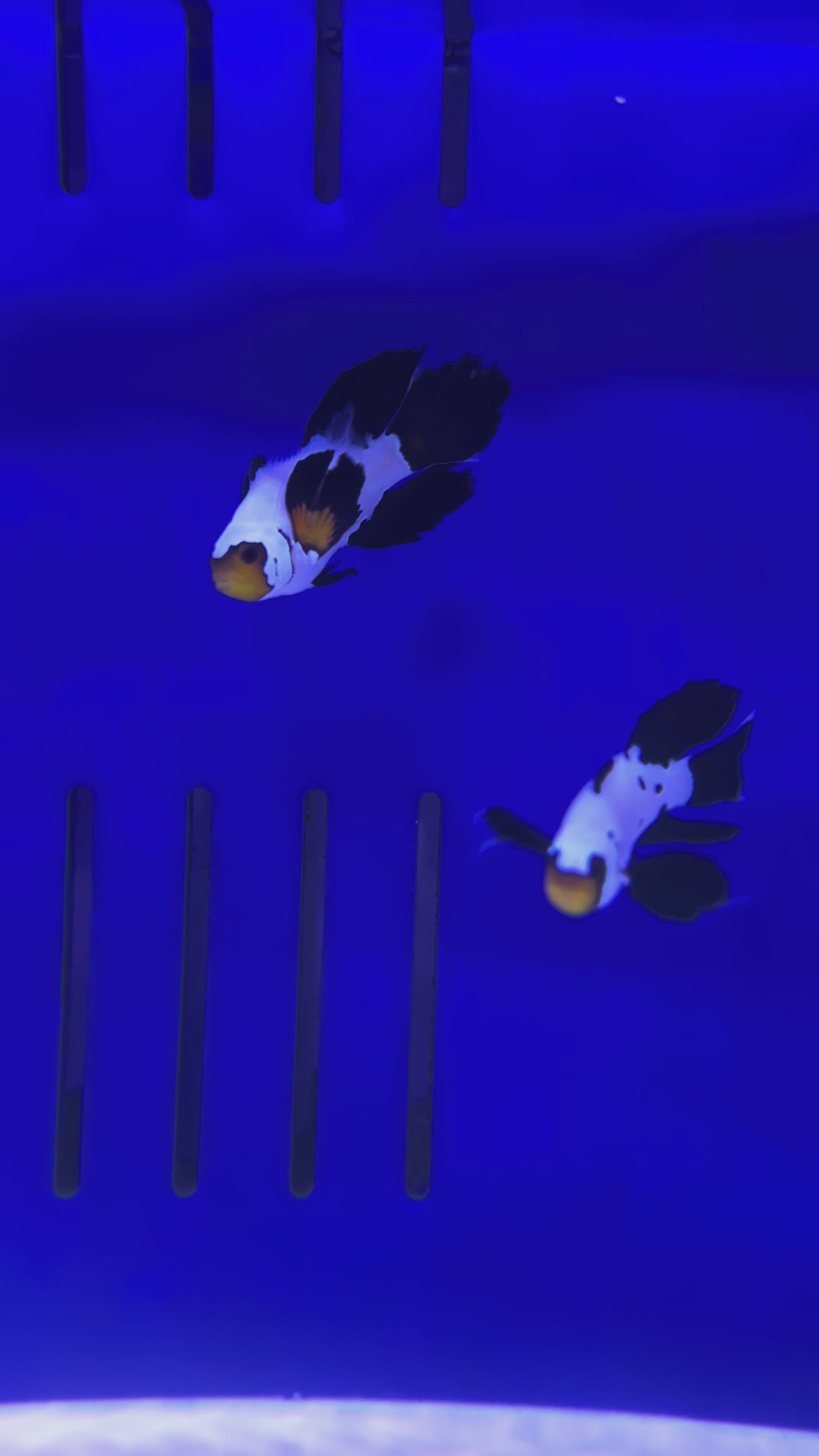 BLACK FROSTBITE LONGFIN PAIR CLOWNFISH