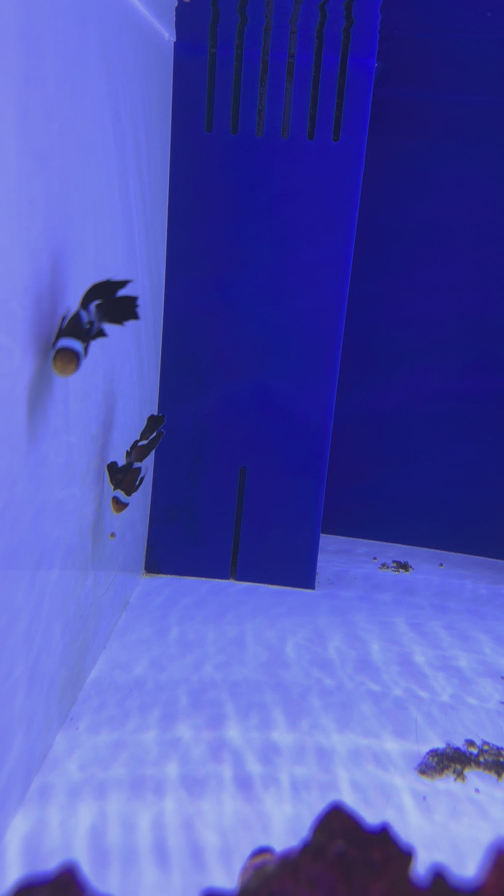 JUMBO BLACK GLADIATOR and MOCHA LONGFIN PAIR CLOWNFISH