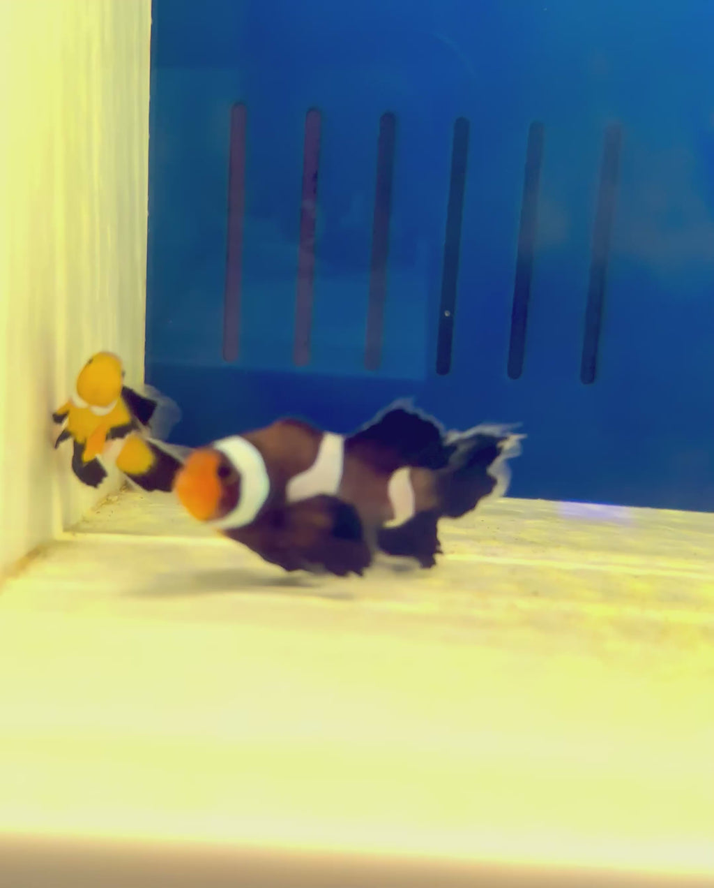 LONGFIN OCELLARIS CLOWNFISH PAIR CAPTIVE BRED