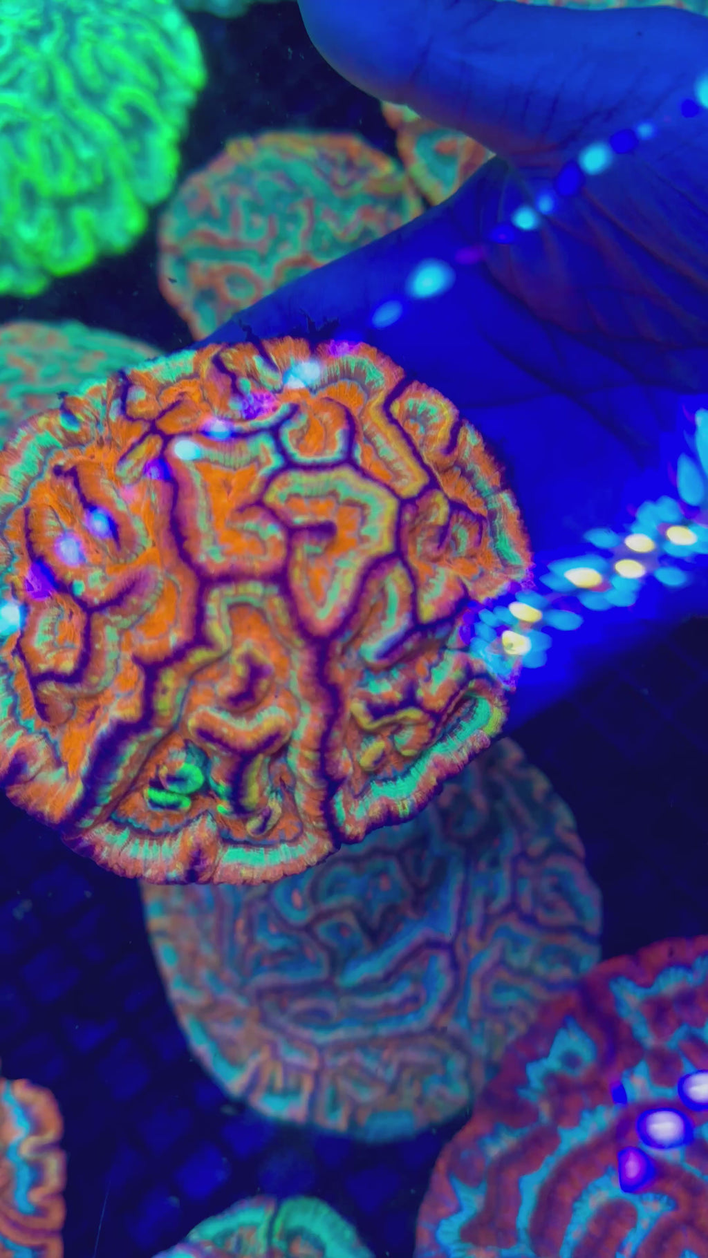 RAINBOW WILSONI AUSTRALOMUSSA