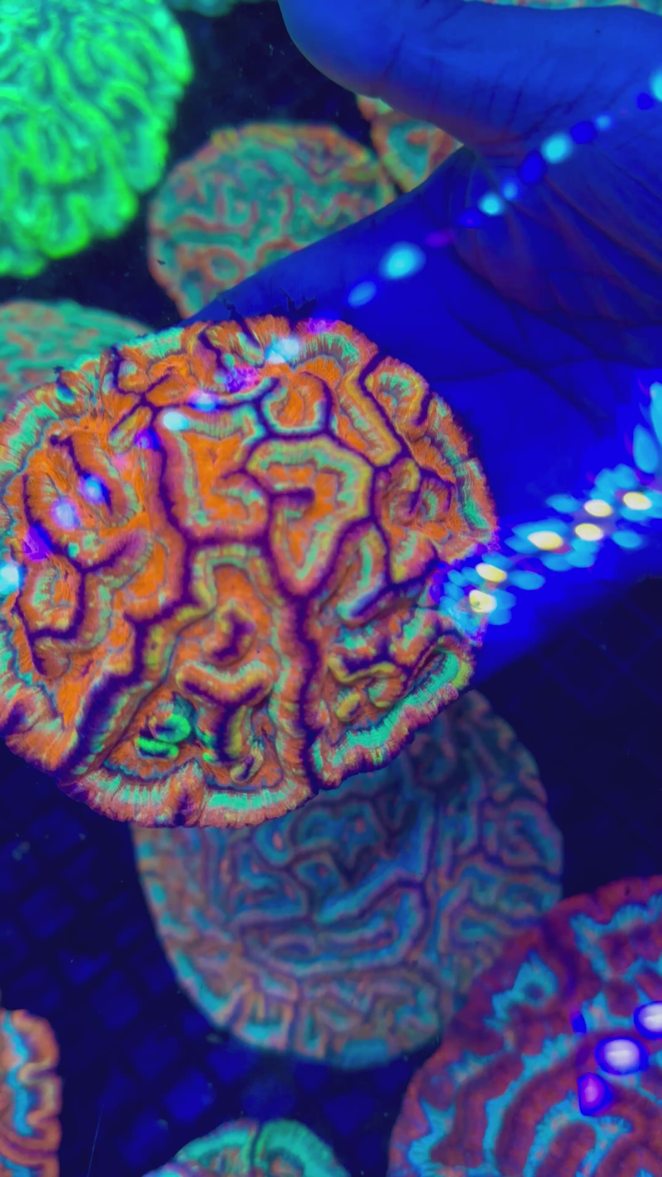 RAINBOW WILSONI AUSTRALOMUSSA
